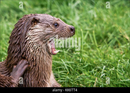 Temps d'alimentation de la loutre au British Wildlife Centre Surrey UK. Lutra lutra head shot en format paysage. Poser de mâchoire tout en se grattant une démangeaison. Banque D'Images