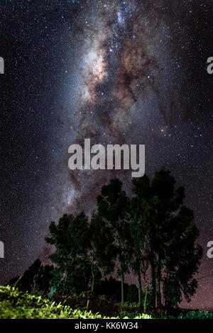 Le centre de la Voie lactée et ciel nocturne comme illustré derrière quelques arbres au premier plan. Photographié sur l'Île Amantani, Pérou. Banque D'Images