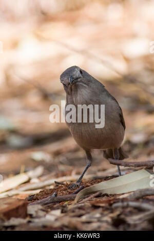 Shrikethrush gris (colluricincla harmonica) race 'rufiventris'. Banque D'Images