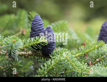 Abies koreana dans une forêt Banque D'Images