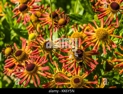 Bee s'est assis sur des fleurs orange dans un jardin de Buckinghamshire, Royaume-Uni Banque D'Images