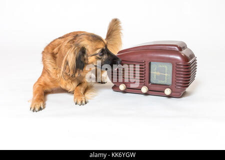 Portrait d'un chien une écoute rocé marron vintage radio sur le fond clair. Toutes les marques potentiels sont enlevés. Banque D'Images