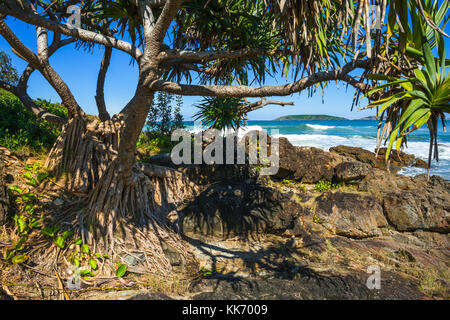 Pandanus tectorius vis, pin, sur une plage du Queensland tropical (près de Coffs Harbour), l'Australie. Banque D'Images