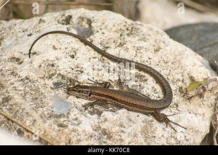 Close-up d'un lézard de Troodos Troodos (Phoenicolacerta troodica, lézard) au soleil sur un rocher dans la péninsule d'Akamas, à Chypre. Reptile. Banque D'Images