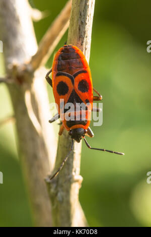 Un insecte rouge et noir (Pyrrhocoris apterus firebug) sur la végétation à Chypre, Europe Banque D'Images