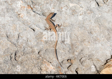 Aux yeux de serpent (serpent lézard lacertidés borgne, Ophisops elegans) dans la péninsule d'Akamas Chypre, Europe Banque D'Images