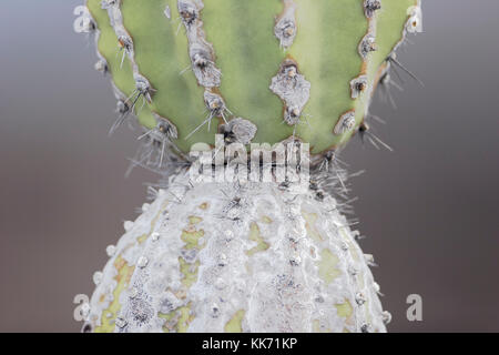 Cactus candélabres (Jasminocereus thouarsii), Punta Moreno, Isabela island, Îles Galápagos Banque D'Images