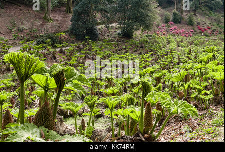 Trebah Garden, près de Falmouth, Cornwall, UK. La vallée remplie de gunnera au début du printemps Banque D'Images