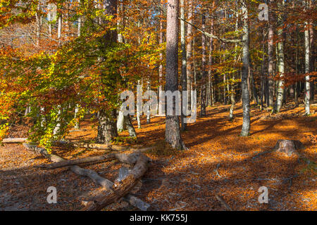 Promenade à travers la forêt d'automne coloré, la lumière et les couleurs de l'automne, le mont sainte-odile, en allemand odilienberg, pic dans les vosges, Alsace, France Banque D'Images