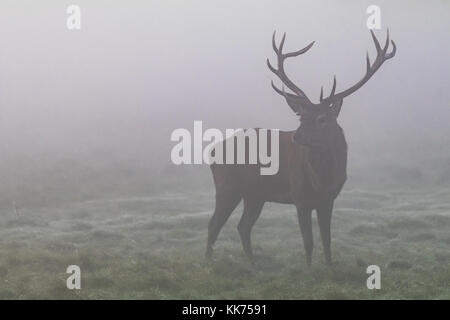 Cerf mâle, Red Deer, dans la brume, cheshire, Country Park, de la faune Banque D'Images