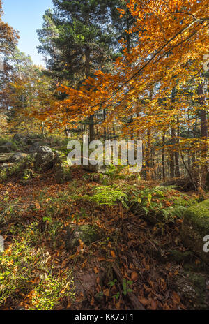 Coloriage d'automne dans une forêt dans les Vosges, Alsace, France Banque D'Images