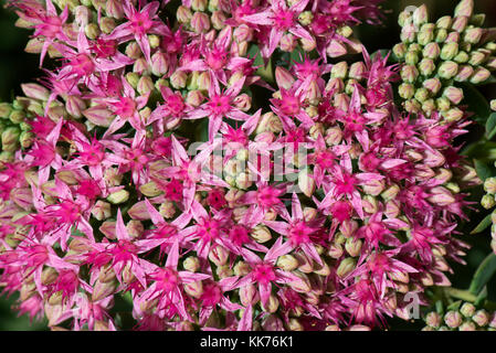 Fleurs en forme d'étoile d'orpin, Hylotelephium spectabile 'carl', une plante ornementale succulente fleurissant à la fin de l'été, août Banque D'Images