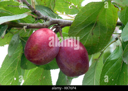 Fruits rouges bien mûrs d'un prunier Victoria sur l'arbre en été, Berkshire, Août Banque D'Images