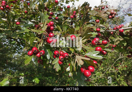 Petits fruits rouges mûrs, d'aubépine Crataegus monogyna, et les feuilles à la fin de l'été, Berkshire, Septembre Banque D'Images