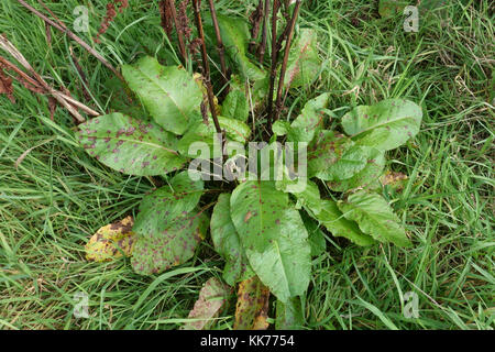 Dock à larges feuilles, Rumex obtusifolius, laisse en pâture après la floraison et l'ensemencement, Berkshire, septembre Banque D'Images