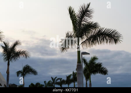 Palmiers dans la baie de Luanda, Angola Banque D'Images