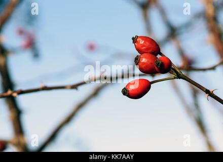 L'églantier rouge dans une haie dans la nature au début de l'hiver avec des branches et le ciel de flou artistique en arrière-plan Banque D'Images