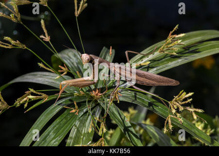 1, l'un, praying mantis, mante priant, Novato, comté de marin, en Californie Banque D'Images