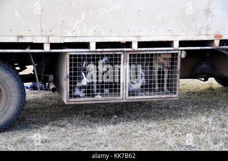 Australian cattle dogs, nos meilleurs amis Banque D'Images