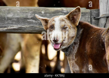 Australian cattle dogs, nos meilleurs amis Banque D'Images