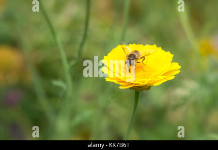 (Eristalis arbustorum fly drone) sur une fleur jaune Banque D'Images