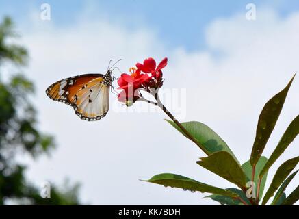 Plain tiger butterfly en malais jardin Banque D'Images