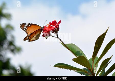 Plain tiger butterfly en malais jardin Banque D'Images