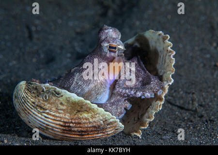 Octopus marginatus Amphioctopus coco () occupe une coquille abandonnée sur le plancher océanique. Détroit de Lembeh (Indonésie). Banque D'Images