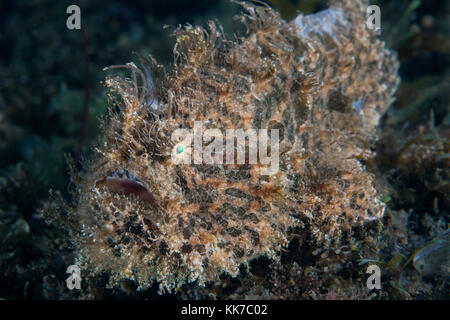 Poisson grenouille poilue (Antennarius striatus), camouflée au fond de la mer, se trouve dans l'attente de sa proie. Détroit de Lembeh (Indonésie). Banque D'Images