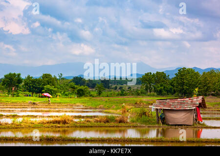 Vue sur le paddy arrosé avec petite cabane dans la campagne de la Thaïlande. Un agriculteur thaïlandais a préparé le sol pour la culture du riz. Banque D'Images