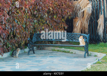 Deux chats assis sur un banc en métal tissé dans le parc de ville de port méditerranéen sec avec des branches de palmier et feuilles rouges à l'arrière-plan. Banque D'Images