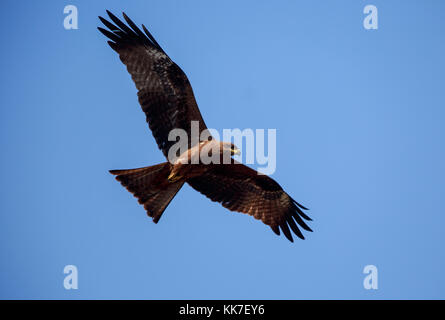 cerf-volant Banque D'Images