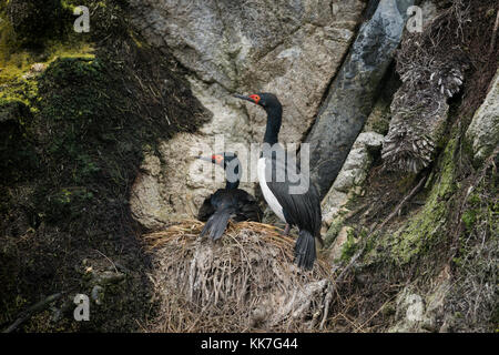 Rock Les cormorans (Phalacrocorax magellanicus) niché sur une île isolée dans le sud du Chili Banque D'Images