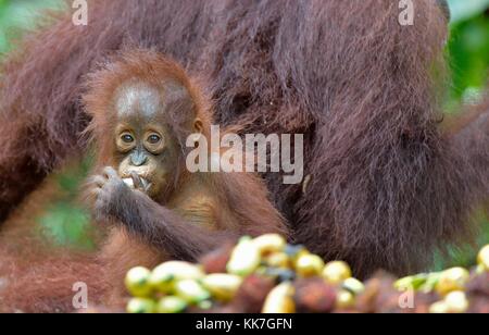 Mère et de l'orang-outan cub de manger. dans une zone d'habitat naturel de l'orang-outan de Bornéo. wurmbii (pongo pygmaeus) dans la nature sauvage de la forêt tropicale de l'île de naissance. Banque D'Images