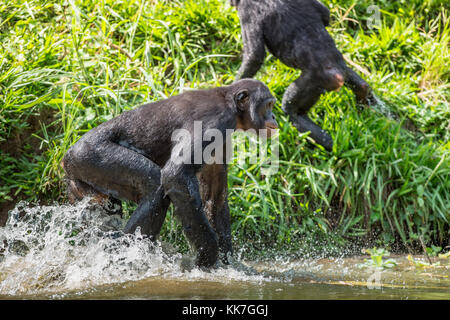 Bonobo en marche dans l'eau. habitat naturel. le bonobo (pan paniscus), appelé le chimpanzé pygmée. Banque D'Images