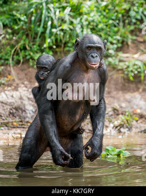 Sur la mère Cub Bonobo est de retour dans l'eau. L'habitat naturel. Le Bonobo (pan paniscus), appelé le chimpanzé pygmée. Democrati Banque D'Images