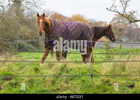 Chevaux dans un champ avec des couvertures de cheval pour garder au chaud par temps froid l'hiver au Royaume-Uni. Banque D'Images