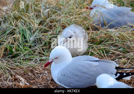 À bec cerclé rouge avec les goélands adultes près de Dunedin, île du Sud, Nouvelle-Zélande Banque D'Images