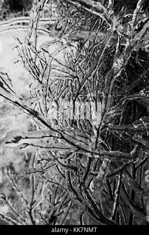 En raison des conditions glaciales, des arbres tombés et des chutes de neige qui rendent les équipes WSDOT non sécuritaires pour dégager la route dans certaines régions - l'Interstate 90 est fermée à tous les véhicules à partir du mardi 17 janvier. Notre première priorité est la sécurité, tant pour vous en tant que voyageurs que pour nos équipages. Les fermetures de routes et les routes seront dégagées aussi rapidement que possible. Fermeture des forces météorologiques hivernales I-90 31567614904 o Banque D'Images