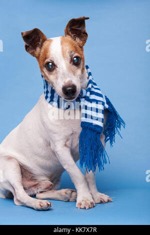 Jack Russell Terrier assis en studio light. cute dog portrait Banque D'Images