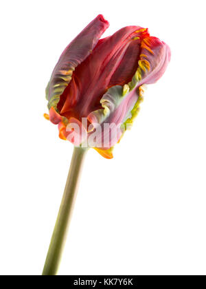 Rococo rouge tulipe et vert isolée sur blanc Banque D'Images