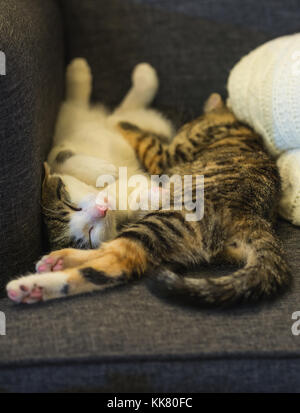 Photo verticale de deux dernières semaines vieux chatons qui dorment ensemble sur le fauteuil gris. premier chat est blanc et tabby, tabby est deuxième et du wifi Banque D'Images