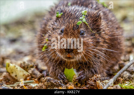 Le Campagnol de l'eau Arvicola terrestris se nourrit de la végétation et des fruits dans un environnement naturel en captivité mais à la British wildlife centre Lingfield UK. Banque D'Images