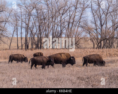 Le Bison sur la boucle de la faune, l'automne, Rocky Mountain Arsenal Wildlife Refuge, Commerce City, au Colorado. Banque D'Images