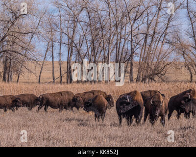 Le Bison sur la boucle de la faune, l'automne, Rocky Mountain Arsenal Wildlife Refuge, Commerce City, au Colorado. Banque D'Images