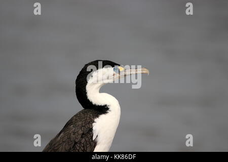 (Nouvelle-zélande) Cormorant Banque D'Images