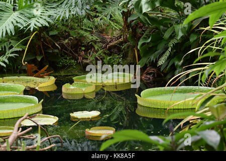 Victoria Amazonica de nénuphars sur un étang Banque D'Images