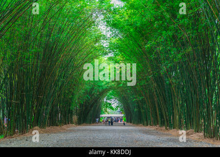 Chemin à travers une forêt de bambous. Banque D'Images