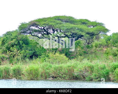 Umbrella thorn tree dans Kruger National Park, Afrique du Sud Banque D'Images