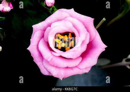 Fleur Rose Rose d'étamines jaune même Banque D'Images
